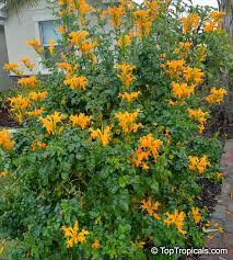 Fragrant honeysuckle | winter honeysuckle is now available as: Tecomaria Capensis Salmon Tecoma Capensis Salmon Salmon Tecomaria Cape Honeysuckle Toptropicals Com
