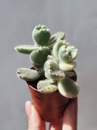 Image result for Anacampseros subnuda