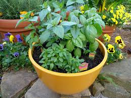 Check out our basil plant selection for the very best in unique or custom, handmade pieces from our herb plants shops. Growing Basil Herbs Planting Care Tips