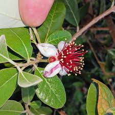 Image result for Feijoa sellowiana