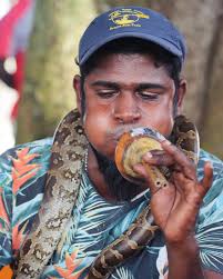 The dancing king cobra 🐍 Snake charming is the practice of appearing to  hypnotize a snake by playing and waving around an instrument called a  pungi. The poor snakes are defanged. @srilanka @