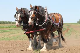 See more ideas about belgian horse, draft horses, big horses. The Belgian Draft Horse