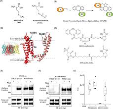 On the surface membranes are used as signals to get messages from one cell to another. Exploring Structural Dynamics Of A Membrane Protein By Combining Bioorthogonal Chemistry And Cysteine Mutagenesis Elife