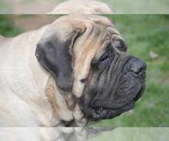 Check spelling or type a new query. Puppyfinder Com Mastiff Puppies Puppies For Sale Near Me In Indiana Usa Page 1 Displays 10