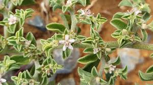 Image result for Aizoon schellenbergii