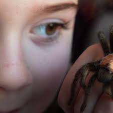 All of these products can be purchased at any home depot or. Spider Season Give It A Name And Learn To Love Them Bbc News