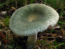 Image result for Russula variata