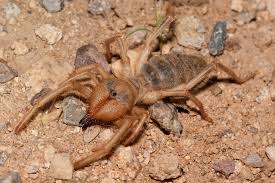 However, it's important to note that, while. Wind Scorpion Discovered In Georgia Georgia Wildlife Blog