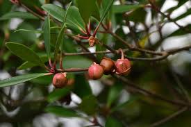 Image result for Pentaphylacaceae