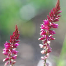 Image result for Hermbstaedtia