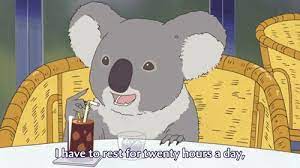 Koala Sleep For 20 Hours Nap Time Funny Koala Polar Bear Cafe Koala Meme