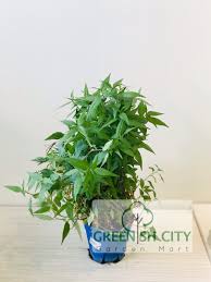 Khasiat air daun sup daun sup in english kegunaan 10 gambar daun kesum terbaik daun laksa kebun kecil. Gnc Persicaria Odorata Live Plant Kesum Daun Laksa Herbs å»æ²™å¶ Lazada