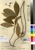 Image result for Dorstenia schliebenii