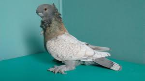 Golden Sulfa Blondinette Pigeon Pictures Pigeon Birds
