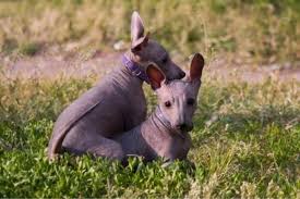 Xoloitzcuintle: guia com características, preços, personalidade e mais! | Guia Animal