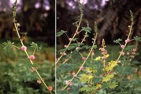 Image result for Mimosa diplotricha