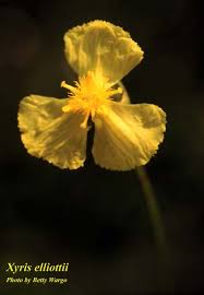 Image result for Xyris