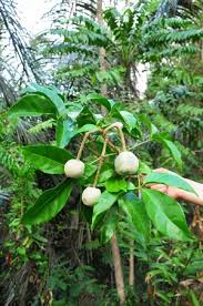 Image result for Crateva eminens