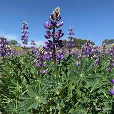 Image result for Lupinus mexicanus