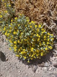 Image result for Oreophyton