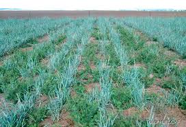 Image result for Panicum comorense