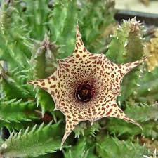 Image result for Huernia longituba