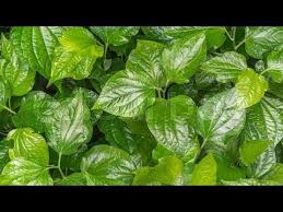 109 How To Paan Betel Behtale Ready By Stick By Sadhna S Terrace Ga Terrace Garden Health Garden