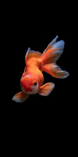 ป กพ นโดย ธ รว ทย ใน animals pictures ปลาทอง ปลาสวยงาม ปลา
