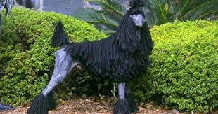 Canisantiquus The Devastating Jolettes Johnny Boy Featuring Bonus Historical Poodles Poodle Puppy Poodle Puppy Standard Purebred Dogs
