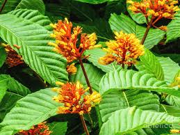 Orange chicklet esperanza (tecoma) live shrub, orange flowers Bush Of Orange Flowers Photograph By William E Rogers