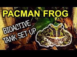 768 x 1024 jpeg 148 кб. Pacman Frog Bioactive Tank Set Up Youtube Pacman Frog Frog Tank Frog Terrarium