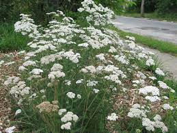 Elderberry Blossoms White Yarrow And Transmissionless Mowing Yarrow Plant Yarrow Flower Achillea Millefolium