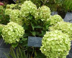 Image result for Gaertnera paniculata