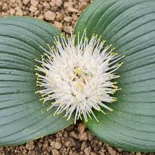 Image result for Monadenium rugosum