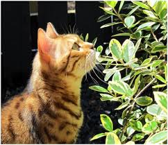 How to rid of cats from garden. How To Get Rid Of Cats In The Garden