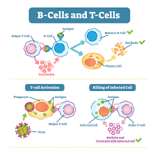 Image result for B-Lymphocyte