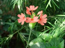 Image result for Crossandra nilotica