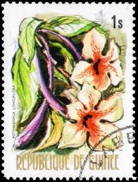 Image result for Rothmannia longiflora