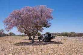 Image result for Philenoptera nelsii