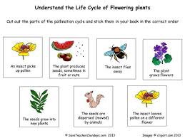 Life Cycle Of Flowering Plants Lesson Plan And Worksheet In 2020 Plant Life Cycle Worksheet Plant Life Cycle Plants Worksheets
