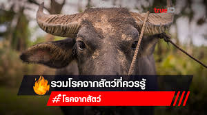 ปทุมธานี การรับสมัครเลือกตั้งนายกเทศบาลเมืองท่าโขลง และสมาชิกสภาเทศบาลเมืองท่าโขลง จังหวัดปทุมธานี บรรยากาศเป็นด้วยความคึกคัก วันที่ 8. 2sivocesbfqprm