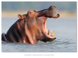 Big Mouth Hippopotamus Animals Wild Big Mouth