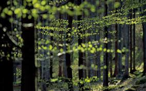 Lenzing aktie und aktueller aktienkurs. Lenzing Aktie Eine Bewertungsfrage Markteinblicke