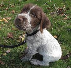 German longhaired pointer spaniel terrier dog photography puppy hounds chien puppies pup. German Wirehaired Pointer K9 Research Lab
