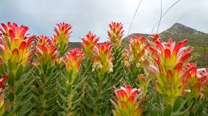 Image result for Gnidia burchellii