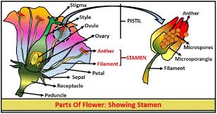 Plant tissue culture overview |. What Is Anther Culture History Methods And Protocol Biology Reader