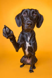 Check out Pepper the lurchers professional dog photography shoot.