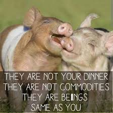 Necessaryveganism Animals Cute Animals Animals Friends