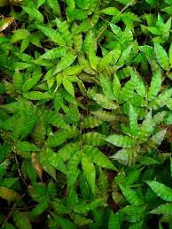 Image result for Oplismenus undulatifolius