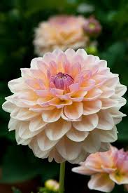 dalhia belles fleurs fleurs exterieures fleur jardin